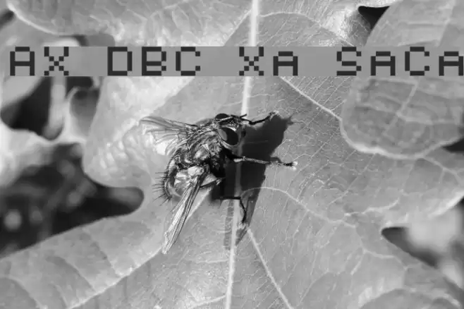 AuX DotBitC Xtra SmallCaps Font examples