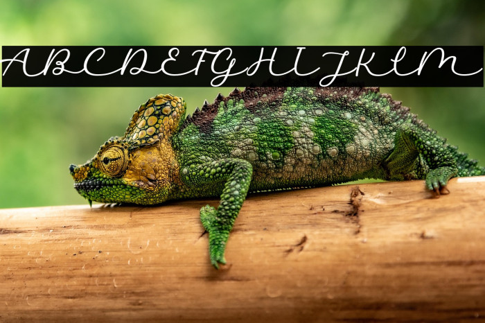 Auckland Signature Example 3