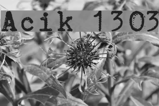 Aucznik 1303 Polices examples