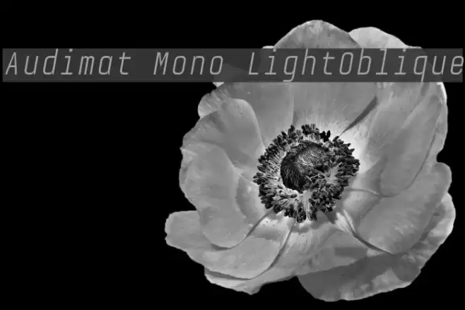 Audimat Mono LightOblique Font examples