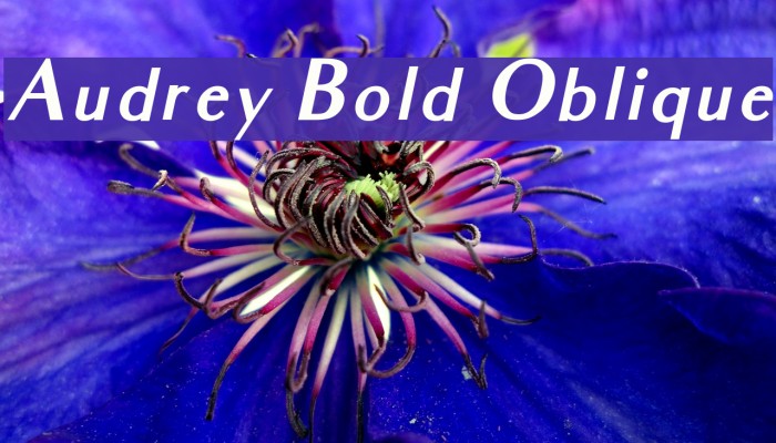 Audrey Bold Oblique Font examples
