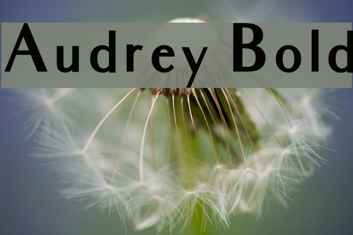 Audrey Bold Font examples