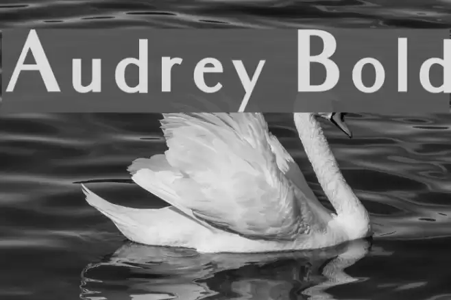 Audrey Bold Font examples