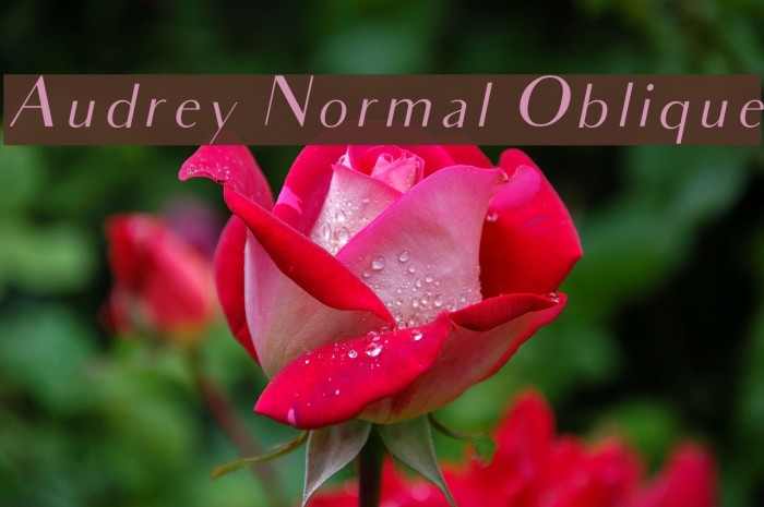 Audrey Normal Oblique Шрифта examples