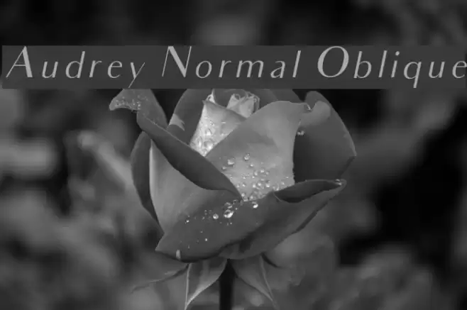 Audrey Normal Oblique Шрифта examples
