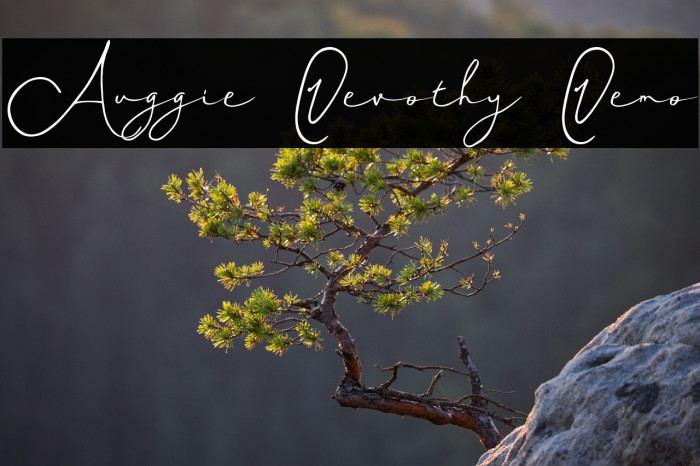 Auggie Devothy Demo Example 1