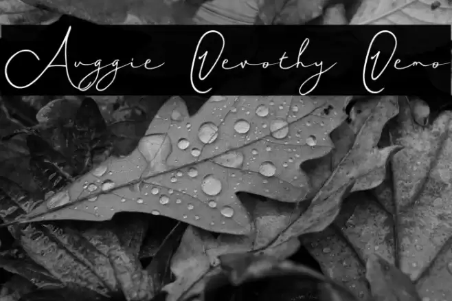 Auggie Devothy Demo خط examples