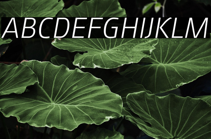 August Sans Reduced 46 Light Italic Example 2