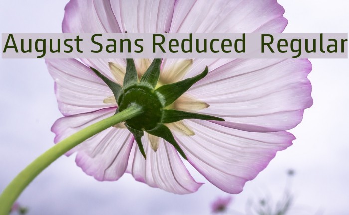 August Sans Reduced 55 Regular Font examples