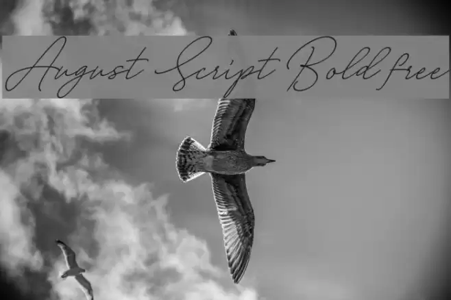 August Script Bold free Font examples