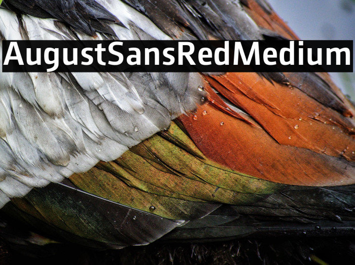 AugustSansRed-65Medium Example 2