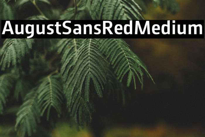 AugustSansRed-65Medium Example 3