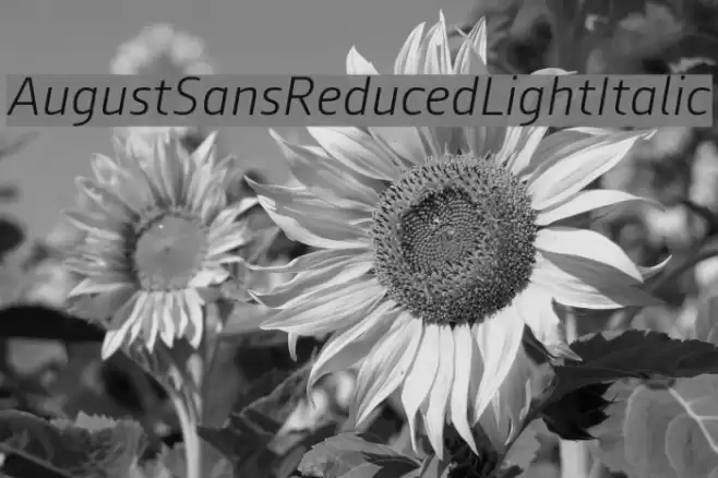 AugustSansReduced-LightItalic Font examples