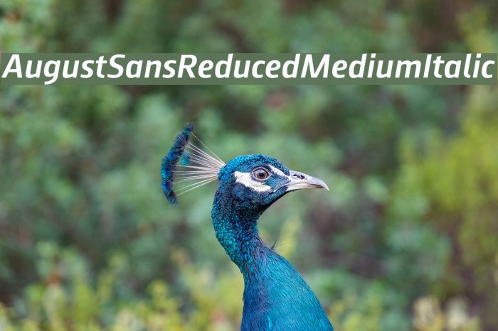 AugustSansReduced-MediumItalic Font examples