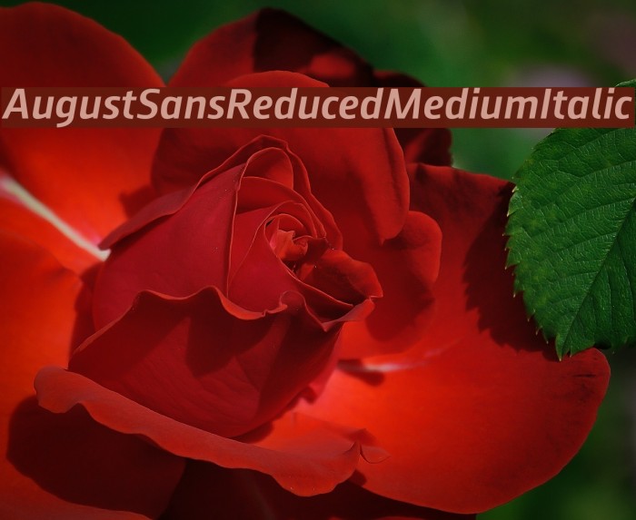 AugustSansReduced-MediumItalic Font examples
