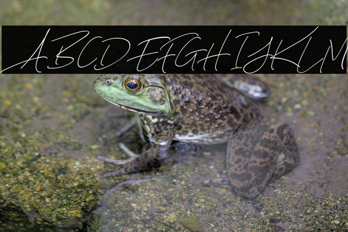 AugustStoriesDEMO-Script Example 2