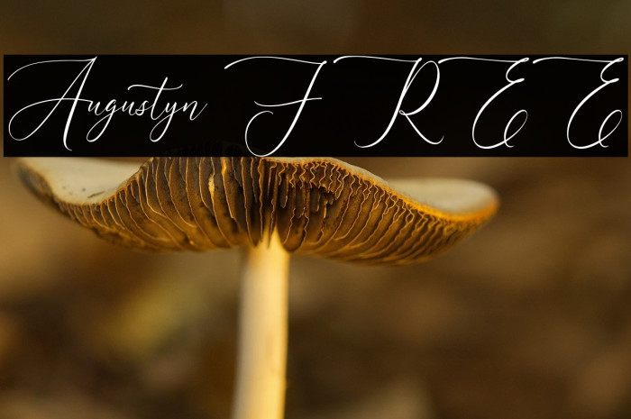 Augustyn FREE Example 2