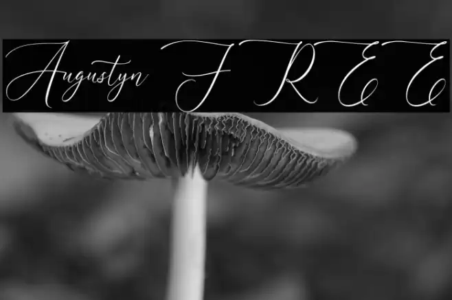 Augustyn FREE Font examples