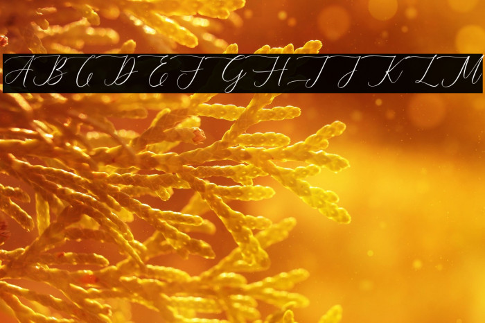 AugustynFREE Example 2