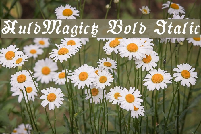 AuldMagick Bold Italic Font examples