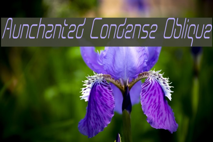 Aunchanted Condense Oblique Font examples