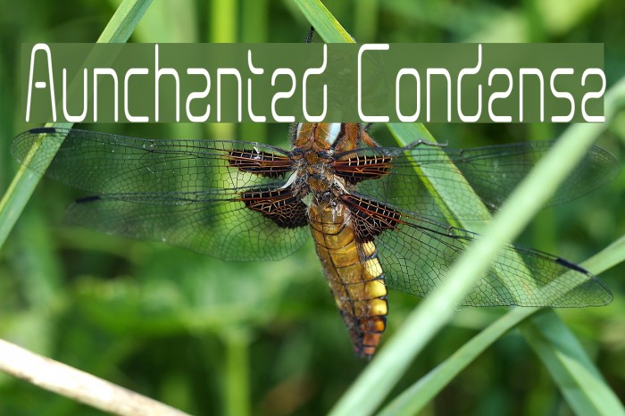 Aunchanted Condense Font examples
