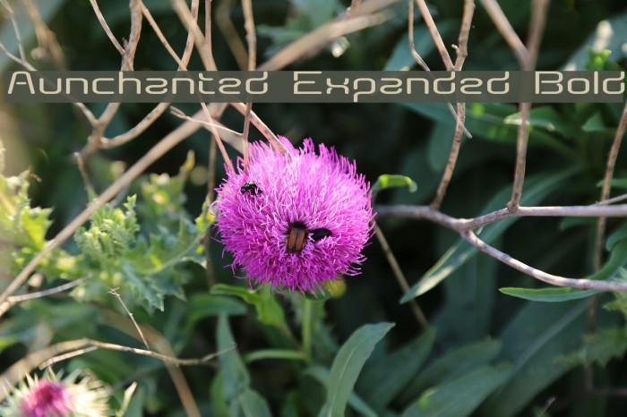 Aunchanted Expanded Bold Fonte examples