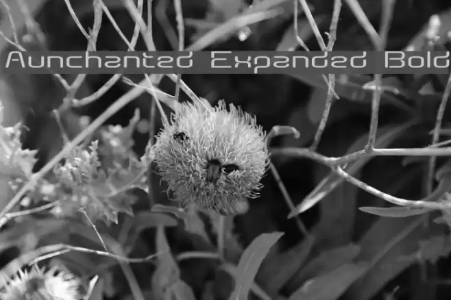 Aunchanted Expanded Bold Font examples