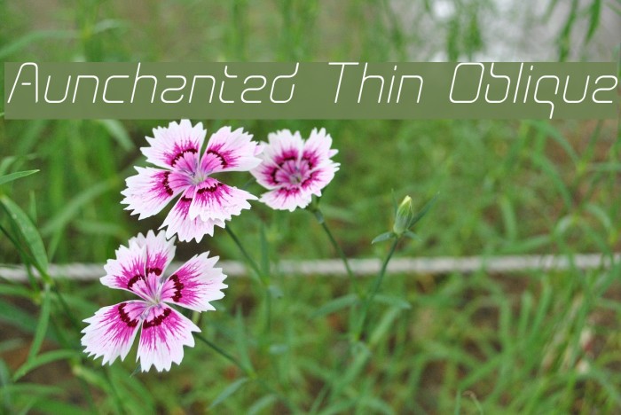 Aunchanted Thin Oblique Font examples