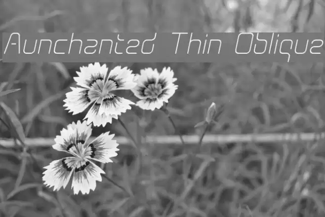 Aunchanted Thin Oblique Polices examples