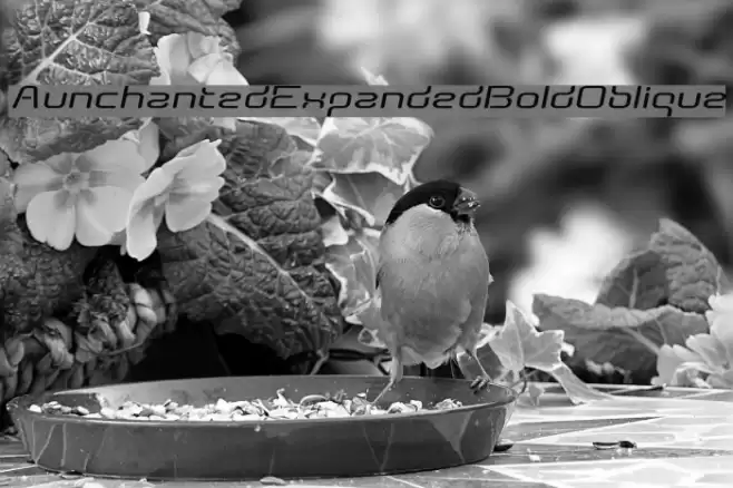 AunchantedExpandedBoldOblique Fonte examples
