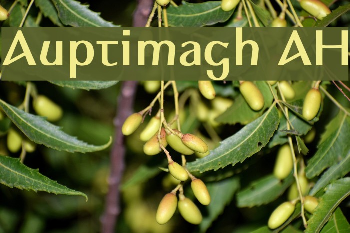 Auptimagh AH Polices examples