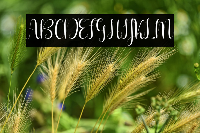 Aureliaregular Example 1