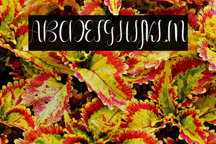 Aureliaregular Example 3