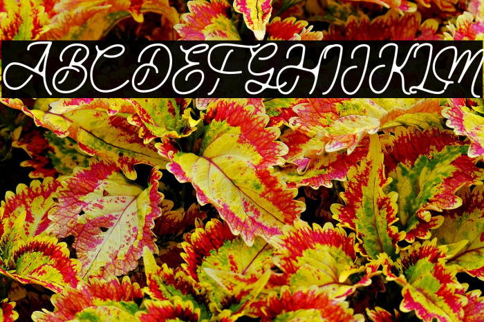 Aurelig Regular Example 1