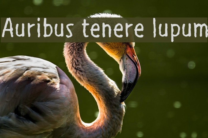 Auribus tenere lupum Font examples