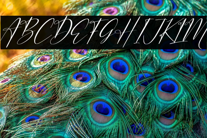 Auristtela Patricia Italic Example 1