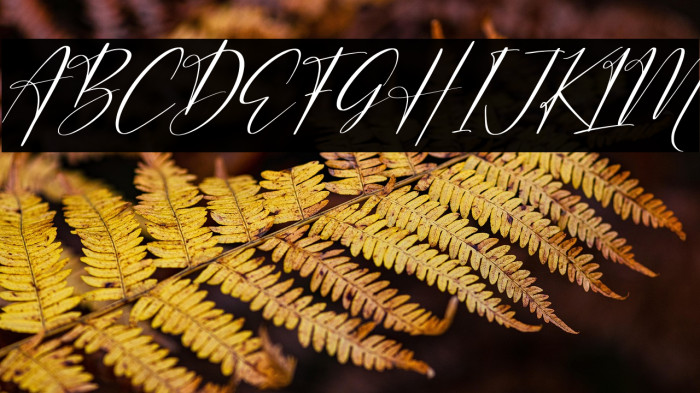 Auristtela Patricia Italic Example 2