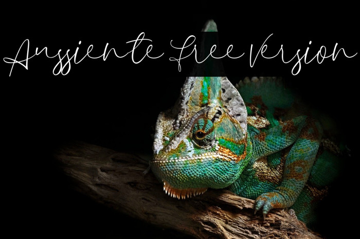 Aussiente Free Version Example 1