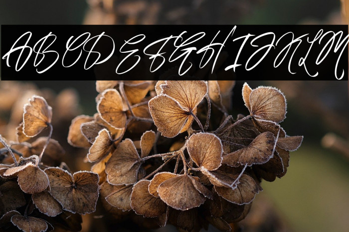 AustandSignature-Regular Example 1