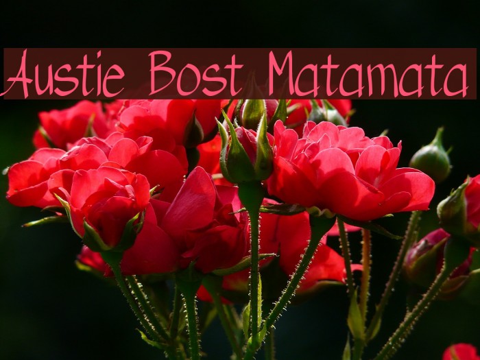 Austie Bost Matamata Font examples