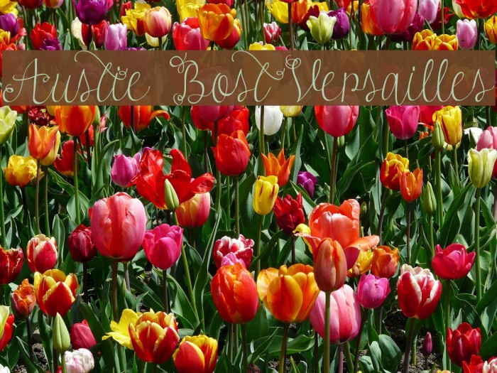 Austie Bost Versailles Font examples