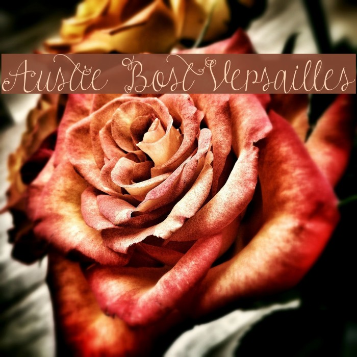 Austie Bost Versailles Font examples