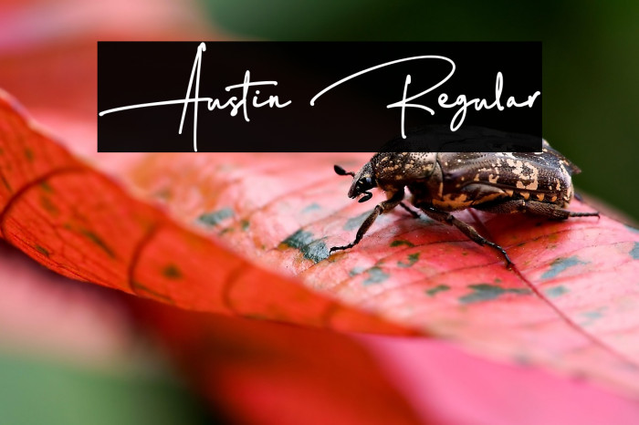 Austin Regular Example 3