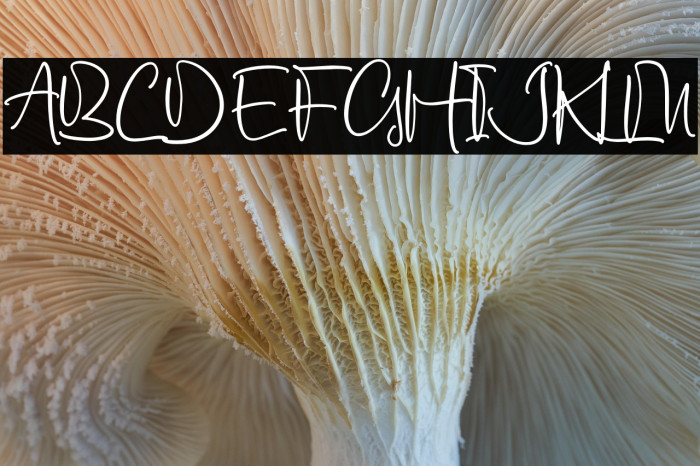 Austin Texas Example 1