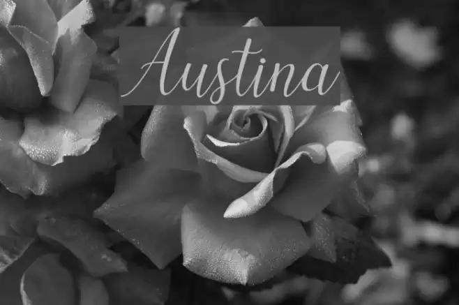 Austina Font examples