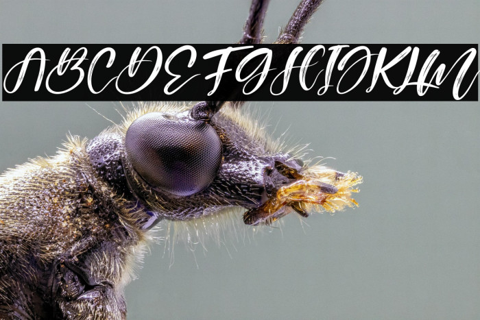 Australia Beauty Italic Example 1