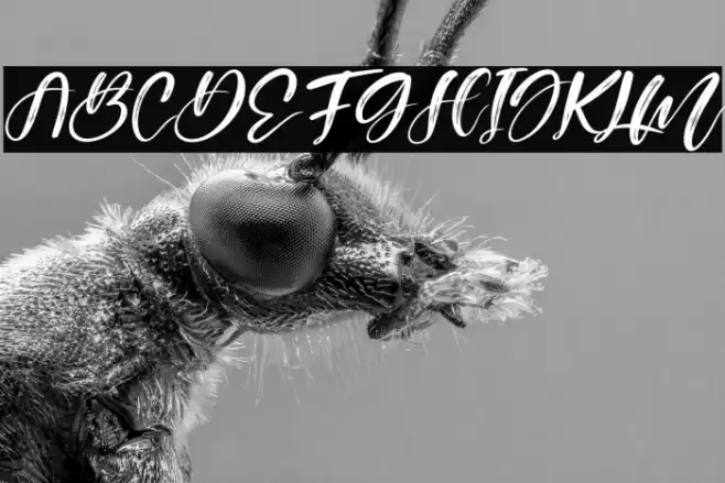 Australia Beauty Italic Font examples