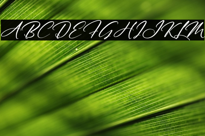 Australia Custom Italic Example 1