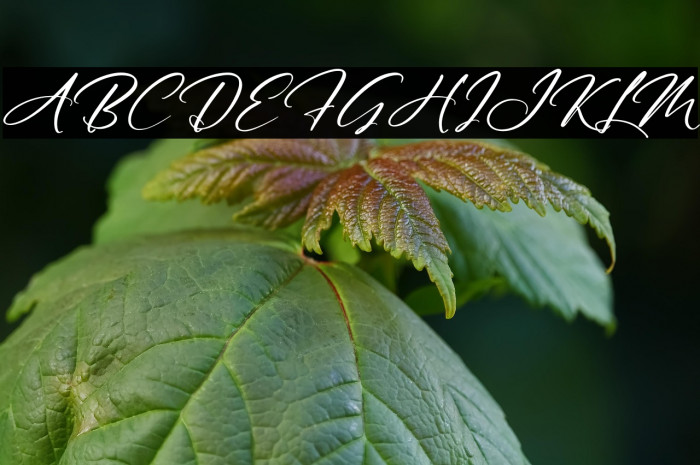 Australia Custom Italic Example 2